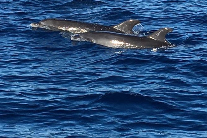 Martinique Half-Day Small-Group Dolphin Watching Tour - Additional Information