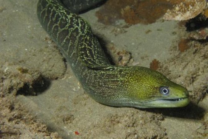 Maui Night Certified Scuba Diving Tour From Lahaina - Overview and Experience