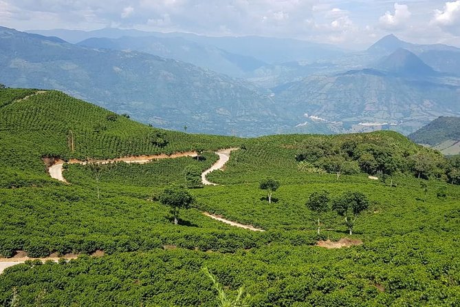 Medellín Coffee Tour to Concordia - What To Expect
