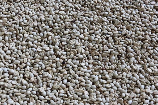 Medellin Fun and Informative Half-Day Coffee Farm Tour - Inclusions and Logistics