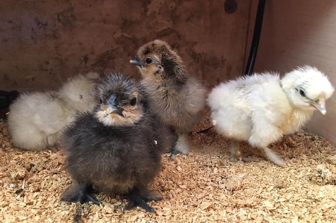 Meet the Animals: Small-Group Farm Tour, Brisbane - Farm Tour Highlights