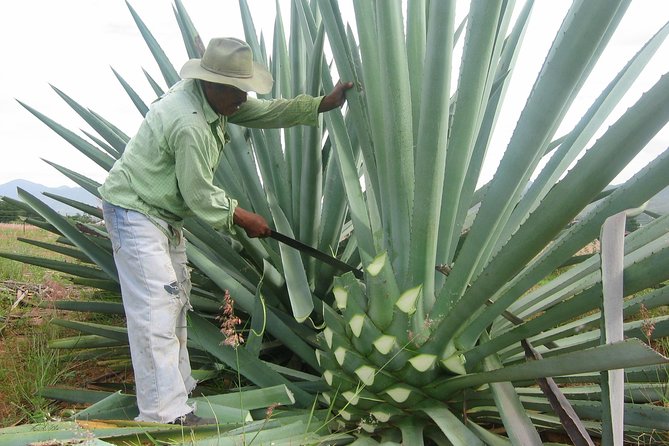 Mezcal Factory Tasting Learning Experience Drink Lunch and More - Tasting Different Mezcals