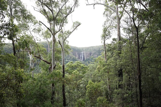 Minyon Falls Full-Day Walking Tour - Overview of Minyon Falls Full-Day Walking Tour