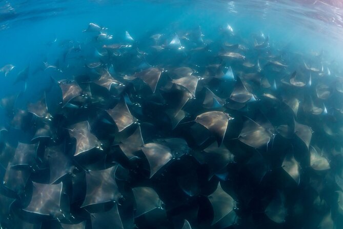 Mobula Ray Ocean Safari Day Trip - Pickup Information