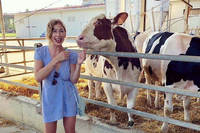Modena Food and Automobile Tour - Gourmet Food Experiences