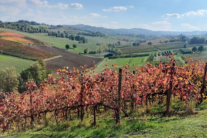 Modena: Food Tour With WIne, Balsamic Vinegar, and Cheese  - Bologna - Culinary Extravaganza in Modena