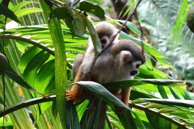 Monkeyland and Zipline Adventure From Puerto Plata - Positive Feedback About Staff and Guides