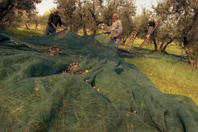 Montefalco: Winery and Oil Mill Tour in With Light Lunch - Tour Highlights