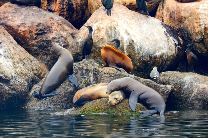 Monterey Bay Full-Day Kayak Rental: Otters, Seals and Sea Lions - Overview and Logistics