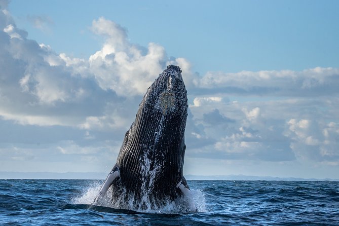 Monterey Bay Whale Watching - Pricing and Booking