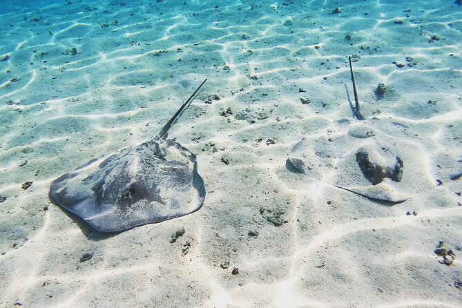 Moorea Half Day Private Tour With Snorkeling and Cruising the Lagoon - Tour Highlights