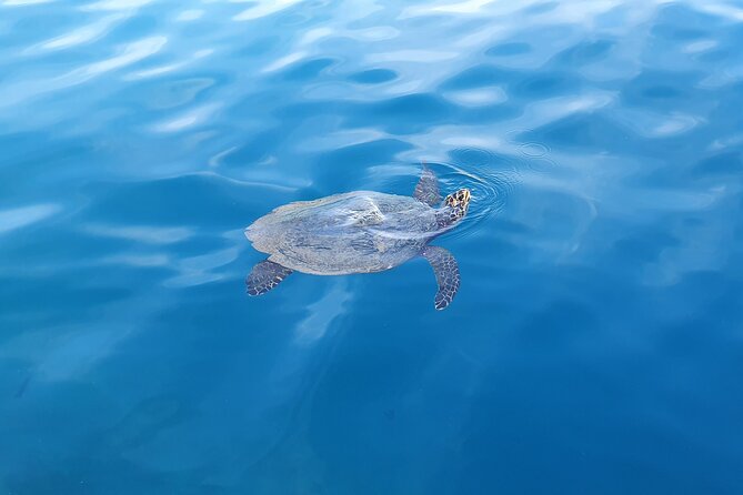 Moorea Lagoon Tour With Lunch - Additional Information and Tour Accessibility