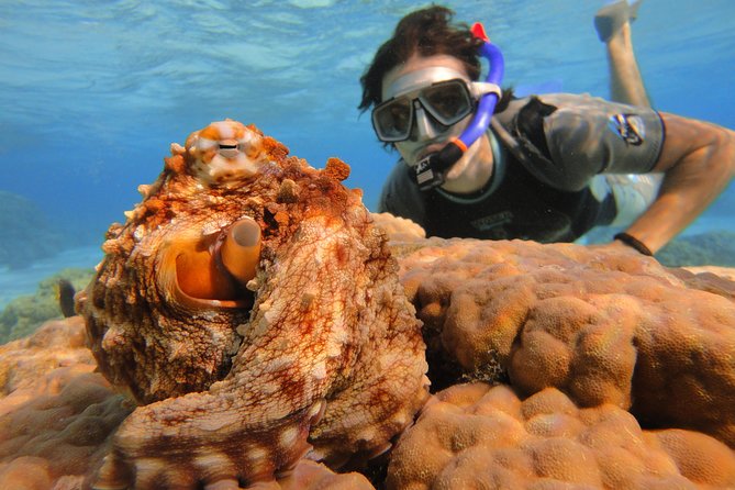 Moorea Private Boat Tour / Sea Scooter Snorkeling Tour - Common Questions