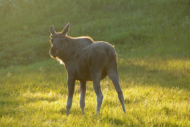 Moose Safari From Bodo, Northern Norway, Meet the Largest Land Animal in Europe - Set out on a Small-Group Tour