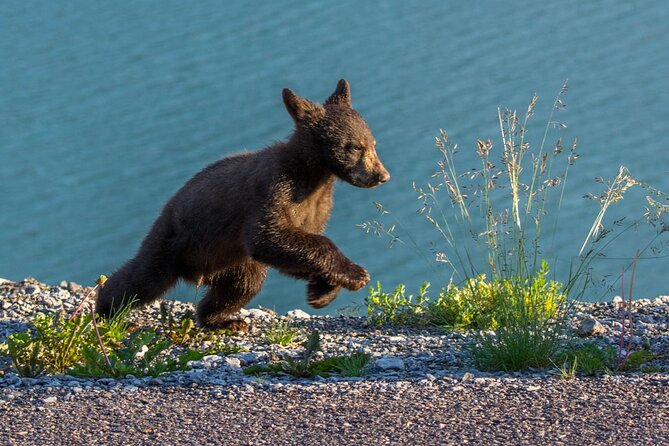 Morning Jasper National Park Wildlife Tour - Tour Details and Inclusions