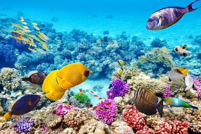 Morning Reef Snorkel - Pricing and Booking Details