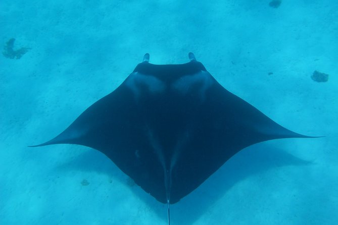 Morning Snorkeling Shared Boat Tour in Bora Bora - Overview and Tour Details