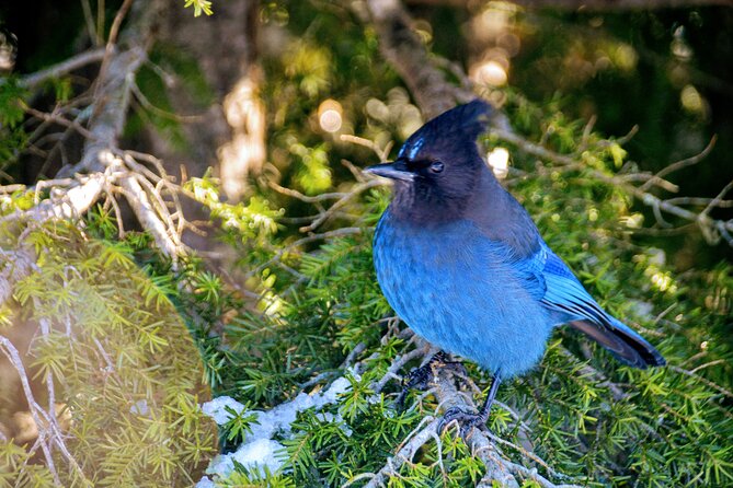 Mountain Snowshoeing & Photography - Location and Duration