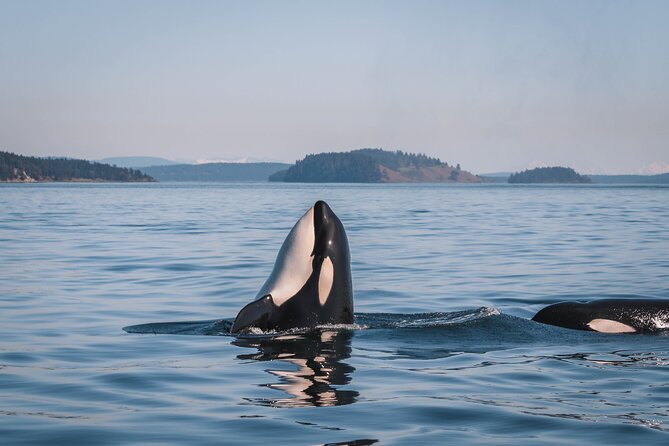 Nanaimo Whale Watching in a Semi-Covered Boat - Pricing and Booking