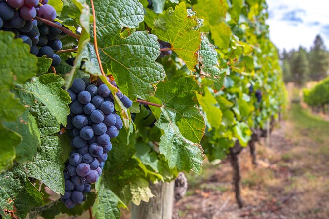 Naramata Bench 5 Winery Tour - Traveler Experience