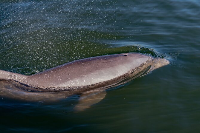 National Park Pedal Kayak Tours in New Smyrna Beach - Overview and Inclusions