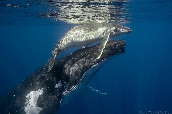 New Best of Tahiti - Exploring Tahitis Thrilling Activities