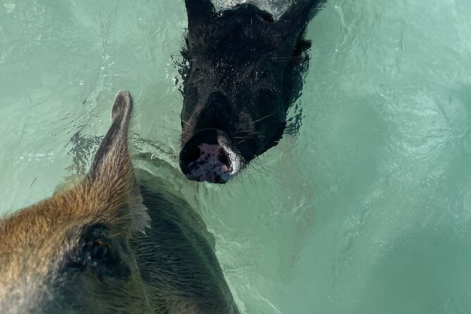New Providence Small-Group Island, Swimming Pigs, Turtle Tour  - New Providence Island - Booking Information