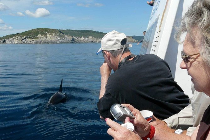 Newfoundland Puffin and Whale Watch Cruise - Overview and Details