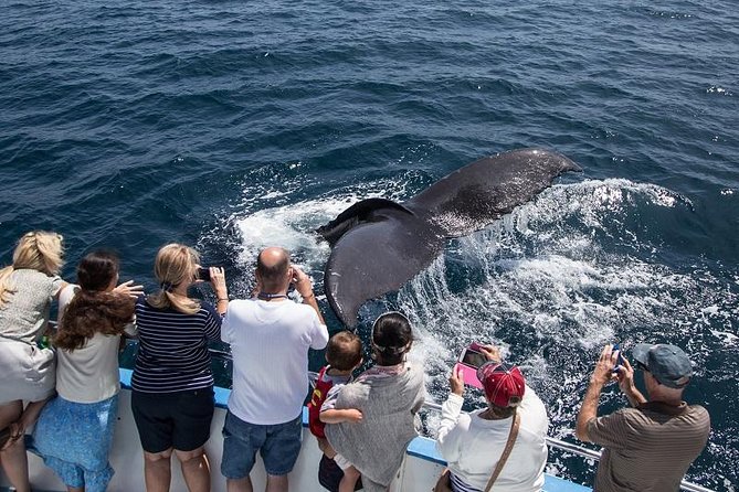 Newport Beach Whale and Dolphin Watching Cruise - Overview of the Experience