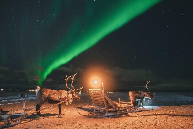 Night Reindeer Sledding With Camp Dinner and Chance of Northern Lights - Tour Details