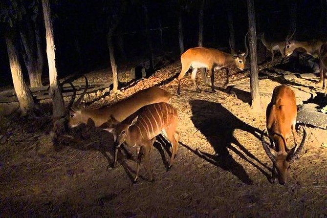 Night Safari From Chiangmai - SPECIAL DEAL - Traveler Photos and Reviews
