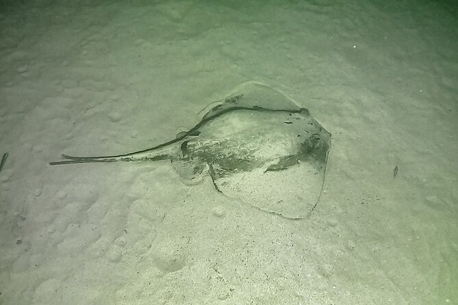 Night Snorkeling in Flamingo Beach Las Palmas - Meeting and Pickup