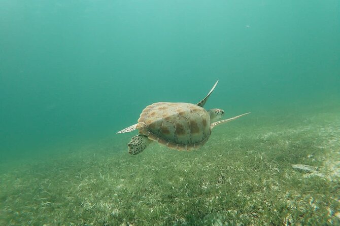 North Coast Seabob Reef Tour - Sea-Bob Experience
