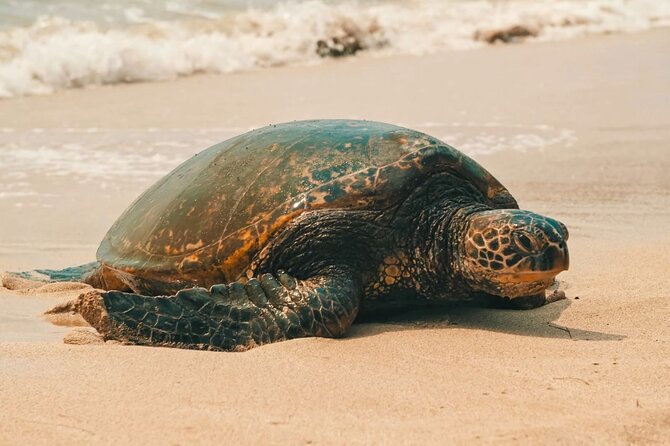 Oahu Unveiled: Tailored Luxury Private Island Tour - Tour Overview