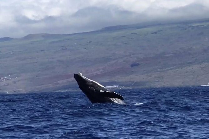 Oahu Whale-Watching Excursion - Pricing and Booking
