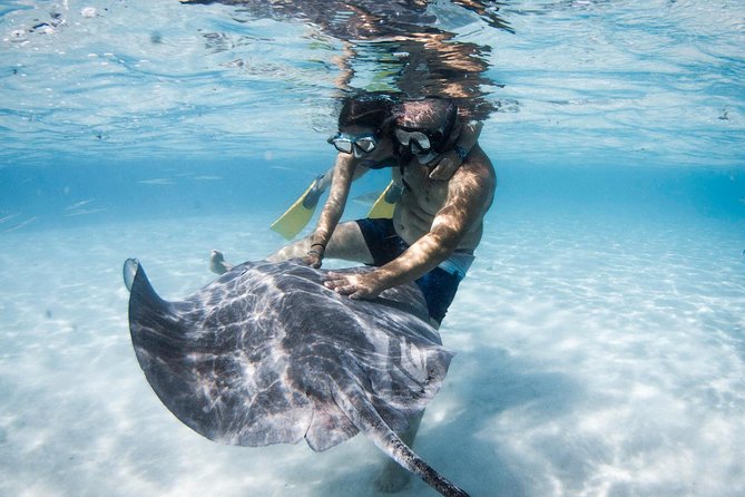 Ocean Wildlife Expedition; Swim With Whales, Sharks, & Rays Half-Day Boat Tour - Tour Details and Logistics