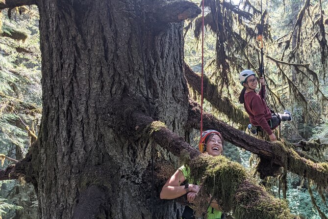 Old-Growth Tree Climbing at Silver Falls State Park - Tips for a Successful Tree Climbing Experience