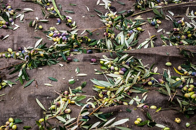 Olive Harvesting in Eastern Mani - History of Olive Harvesting in Eastern Mani