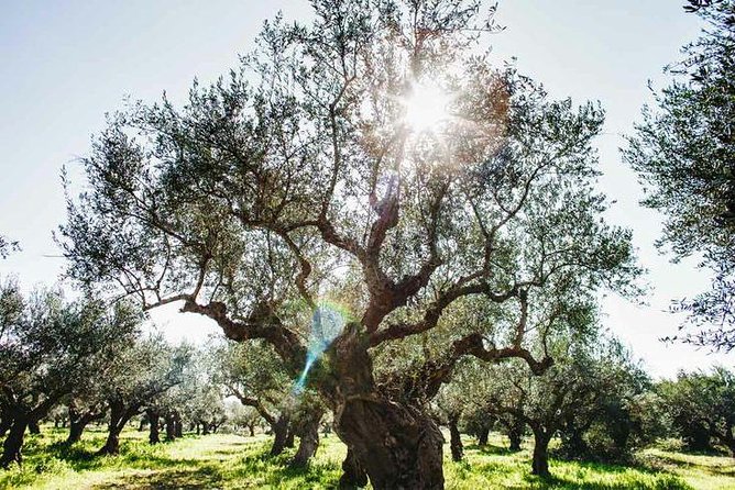 Olive Tour & Tasting - Sample Menu