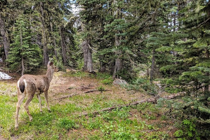 Olympic National Park - Private Luxury Day Tour With Lunch - Cancellation Policy