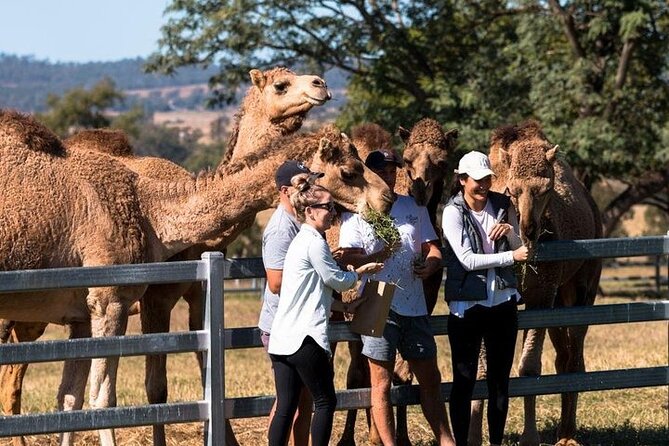 One Hump Camel Farm and Wine Tour - Overview and Itinerary
