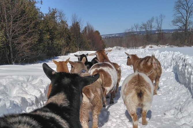 Ontario: Goat Meet-and-Greet Family-Friendly Farm Experience - Overview and Experience Details