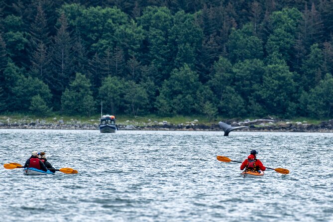 Paddle With Whales! Kayak Adventure - Overview and Experience