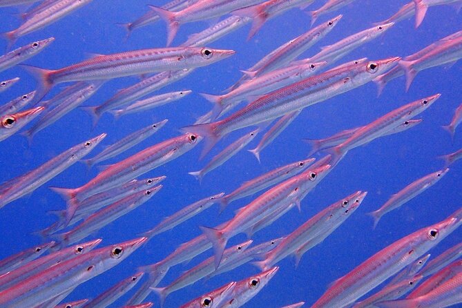 PADI Discover Scuba Diving for Beginners (Non Certified Divers) - What Is Discover Scuba Diving?