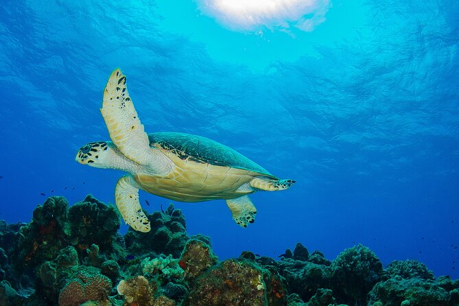 PADI Discover Scuba Diving Program in the Riviera Maya - Program Inclusions
