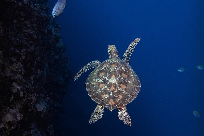 Padi Open Water Diver - Benefits of Padi Open Water Diver Certification