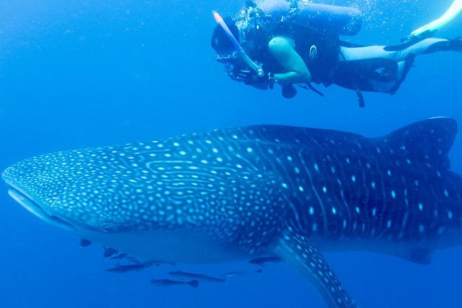 Pattaya Professional Diving - Dive Sites