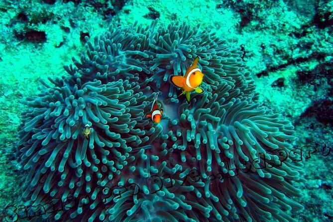 Phuket Similan Island Andaman Ocean Tour by Van and Speedboat - Tour Duration and Pick Up Time