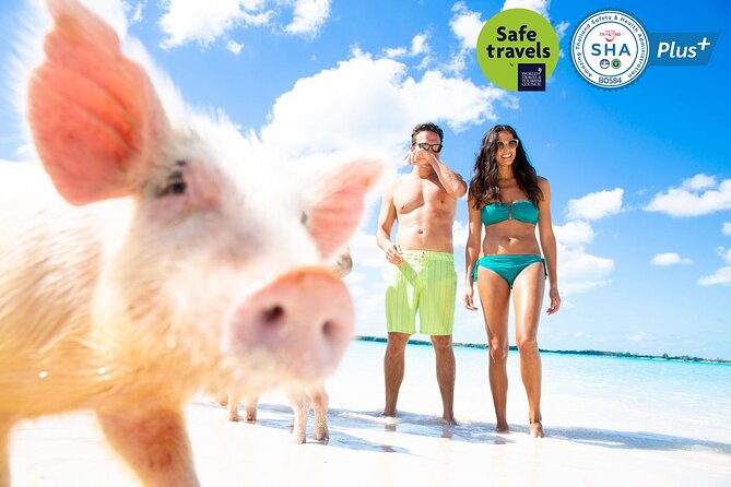Pig Feeding, Kayaking, Snorkeling Trip at Pig Island By Speedboat From Koh Samui - Overview and Logistics