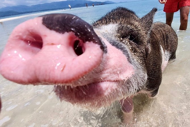 Pigs Island Exclusive Semi VIP - Inclusions